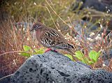 Galapagos 6-1-06 Santiago Puerto Egas Galapagos Dove The endemic Galapagos dove is reddish brown with black and white markings, touches of incandescent green, red feet and a bright blue eye ring. Its bill is curved downward, larger and more curved than most other doves.